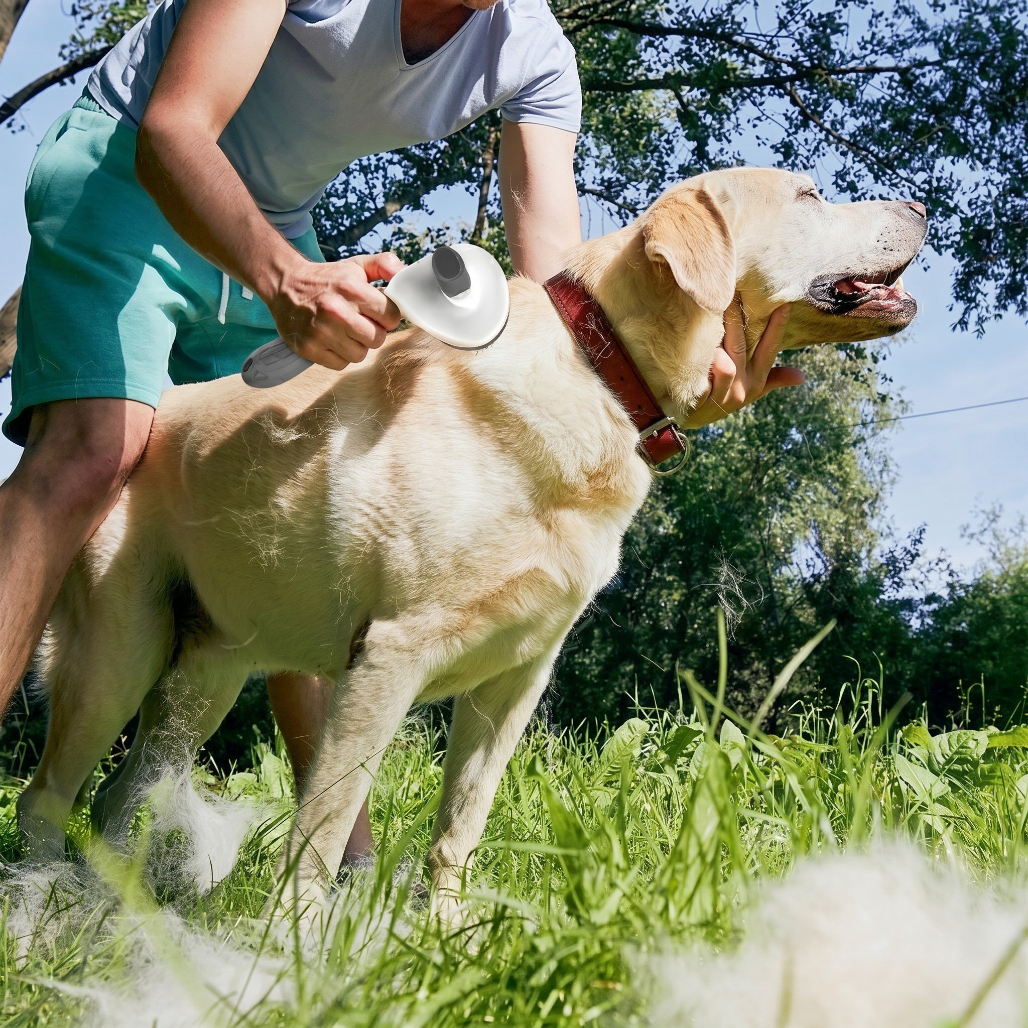 Démêloir Professionnel pour chien
