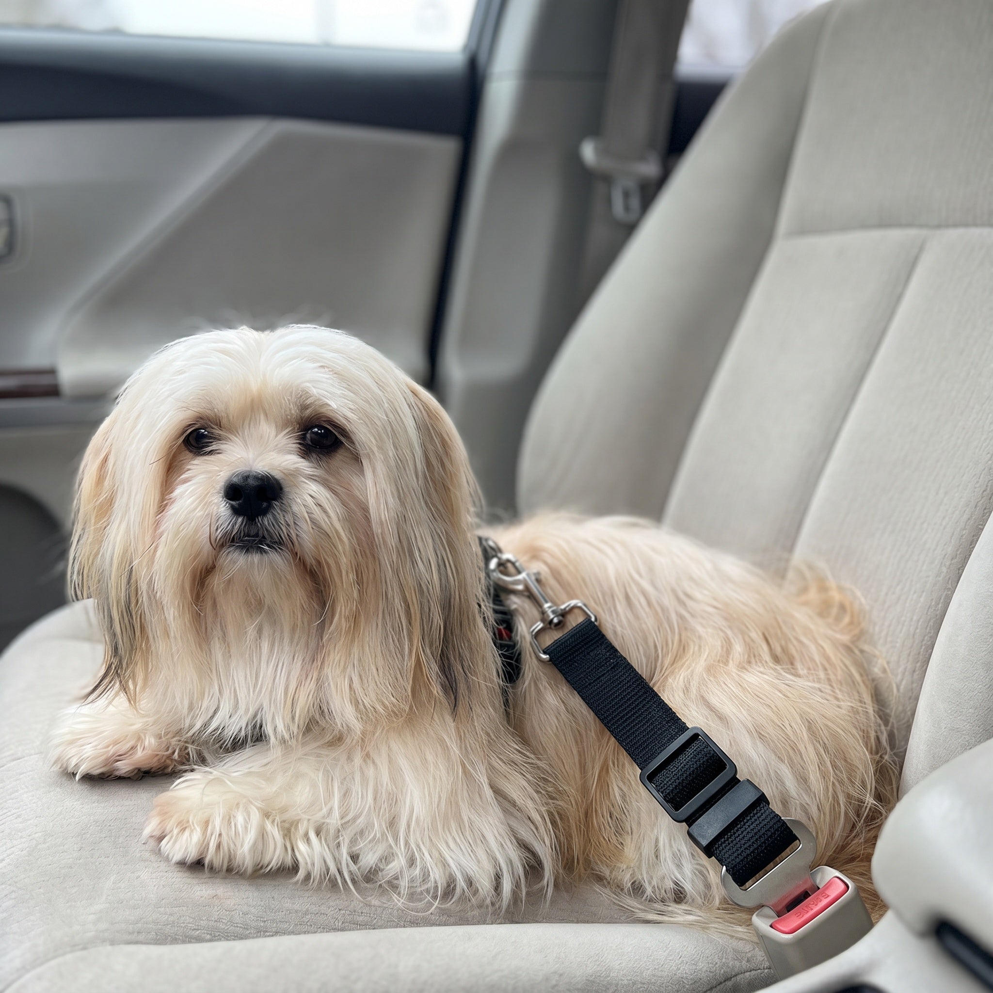 Ceinture de sécurité pour chien