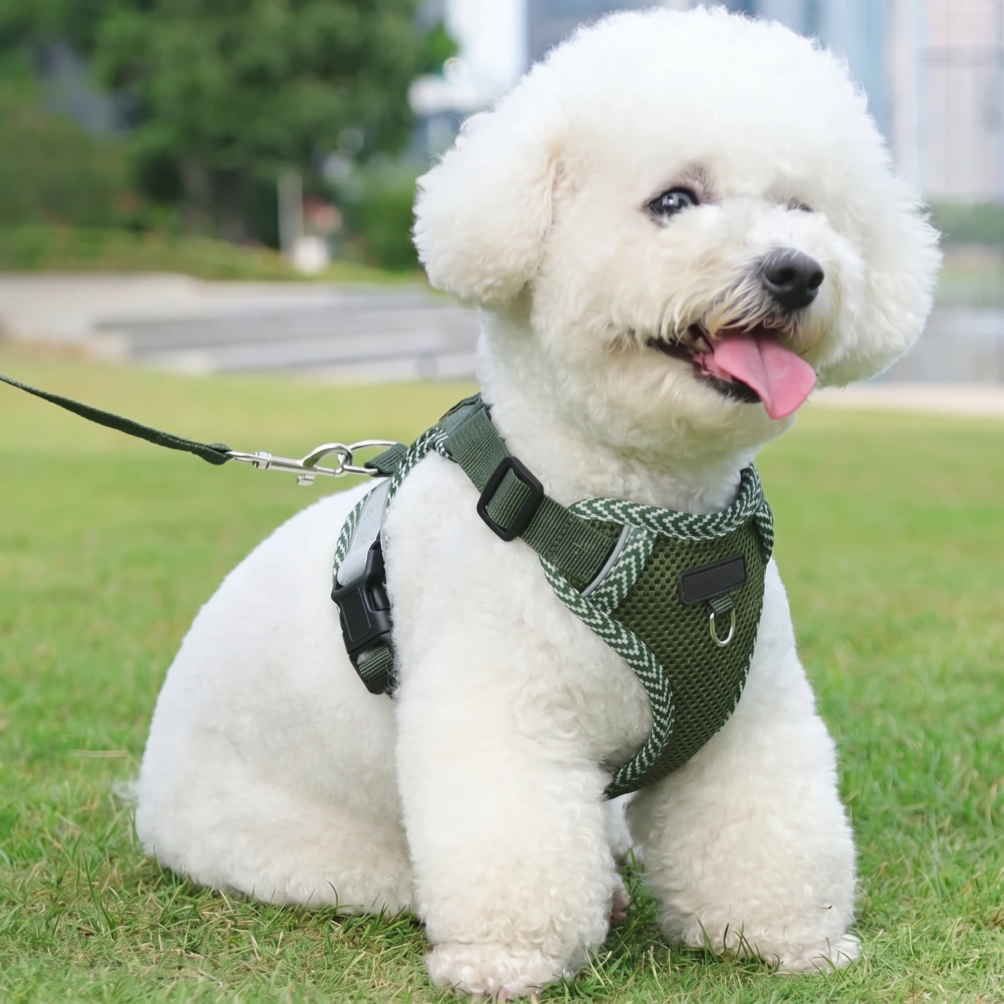 Harnais et Laisse pour Chien