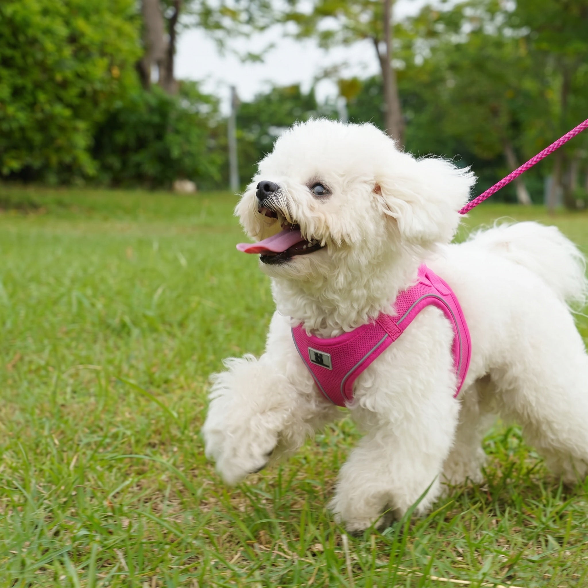 Harnais et Laisse minimalistes pour Chien