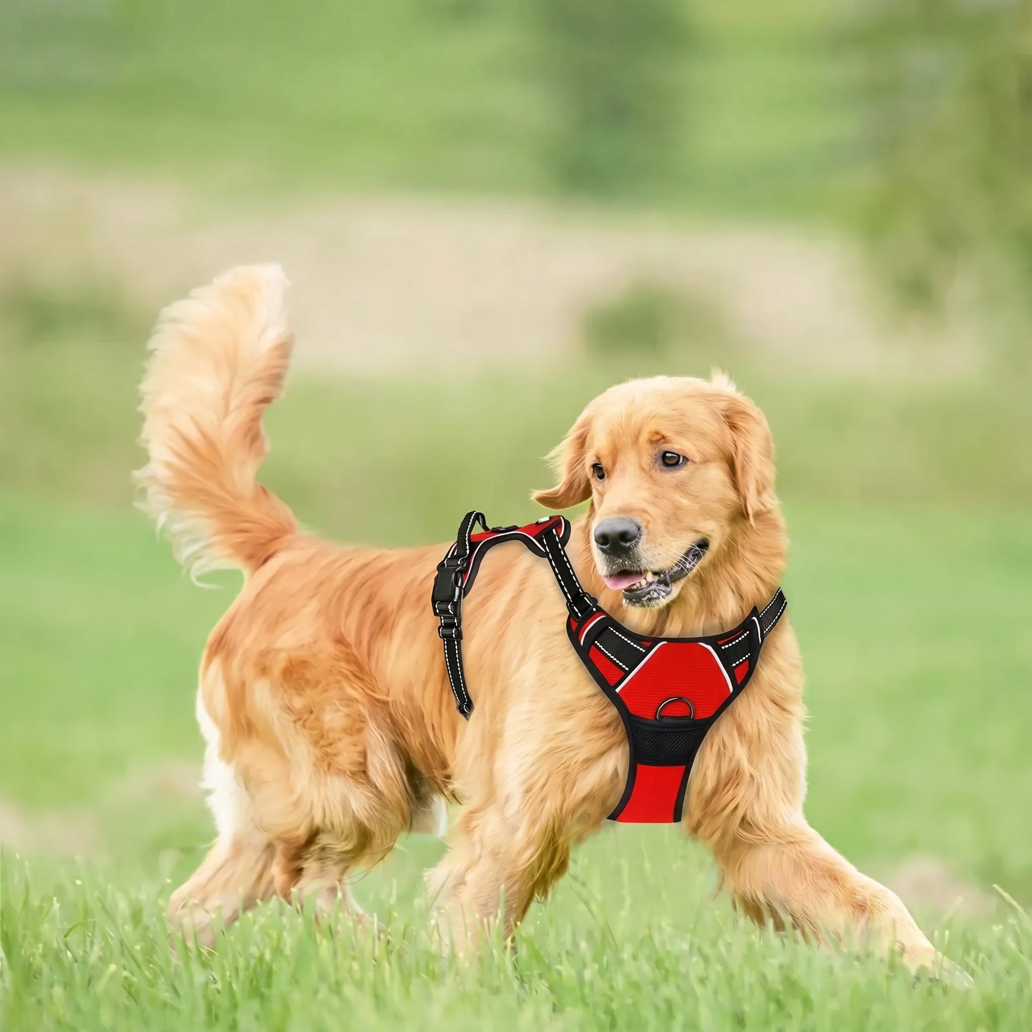 Harnais Réglable Confort Chien