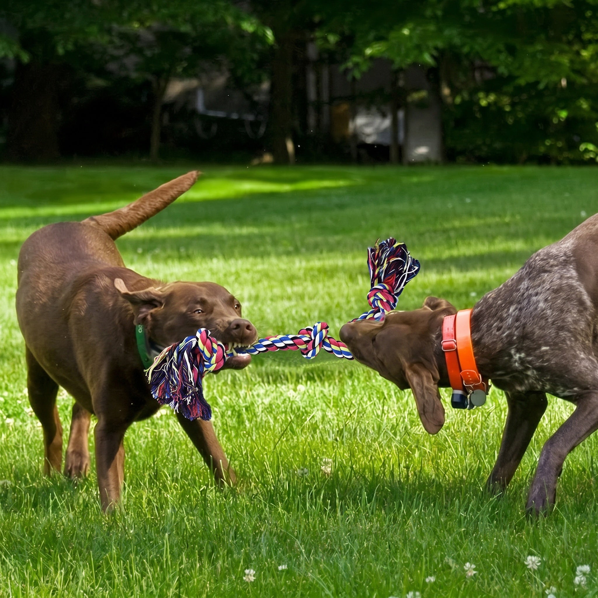 Corde à nœuds pour chien