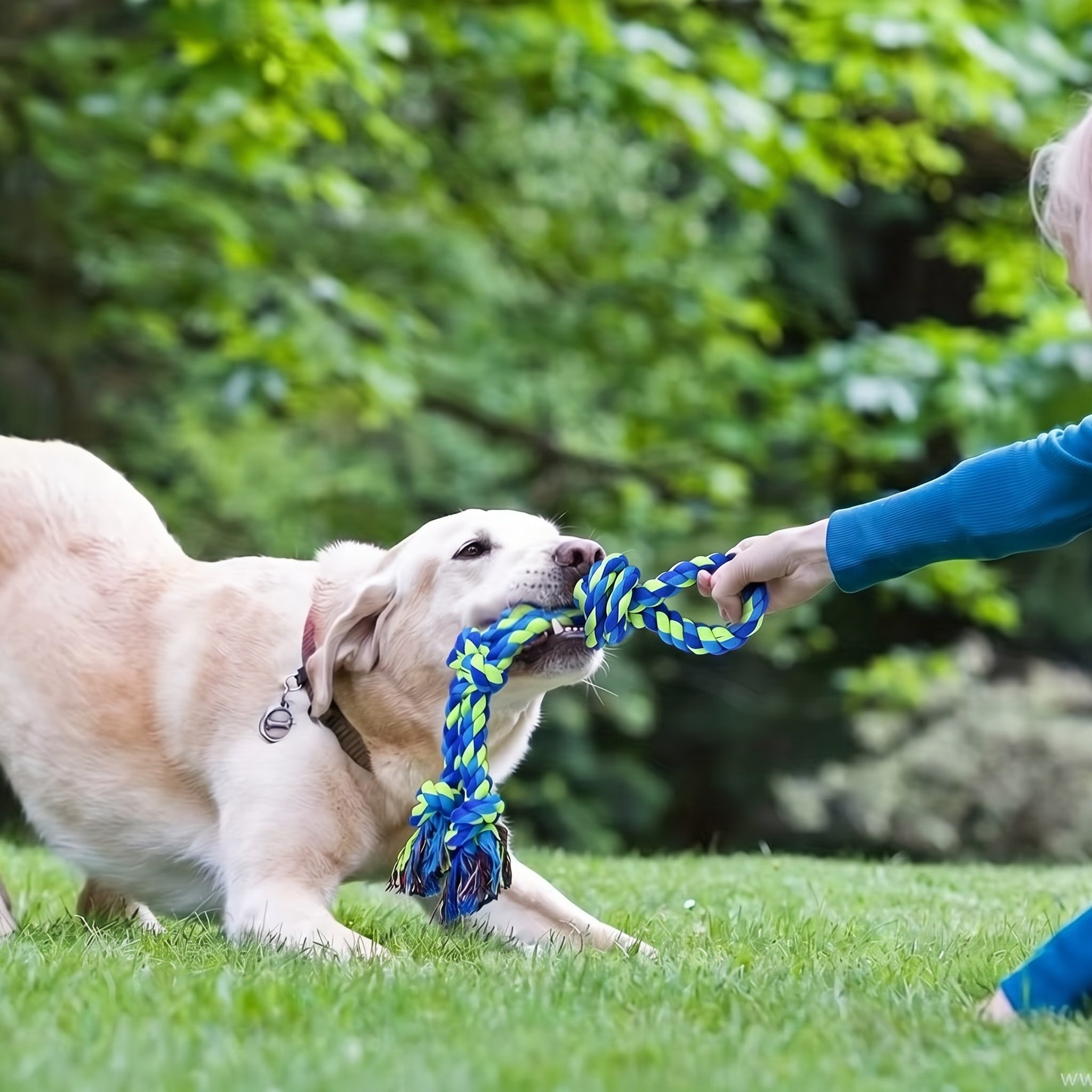 Corde à nœuds pour chien