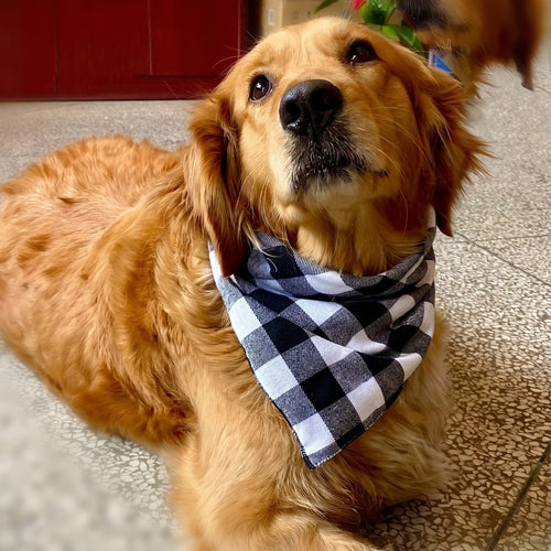 Bandana à carreaux pour chien