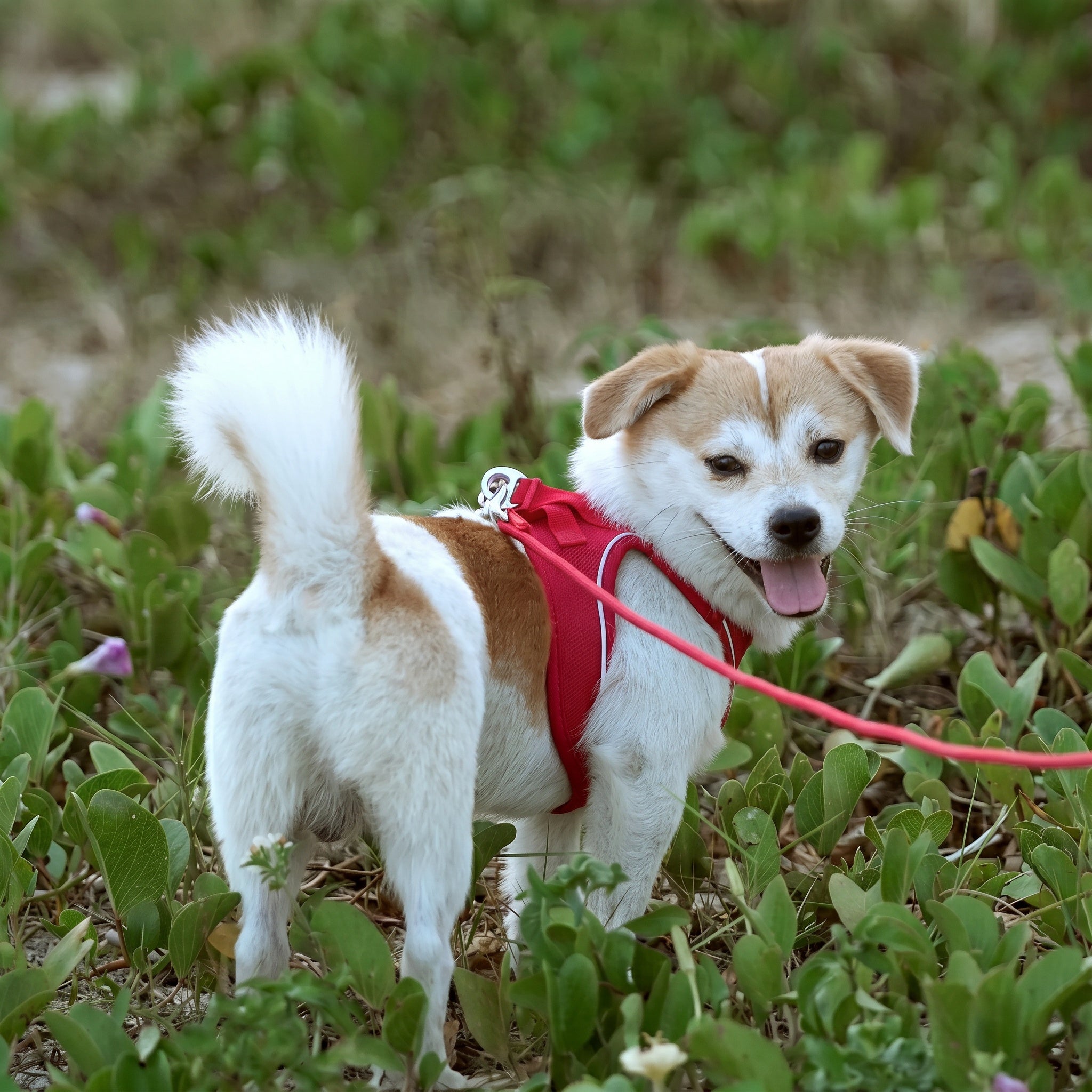 Harnais et Laisse minimalistes pour Chien