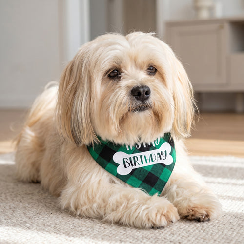 Bandana anniversaire pour chien