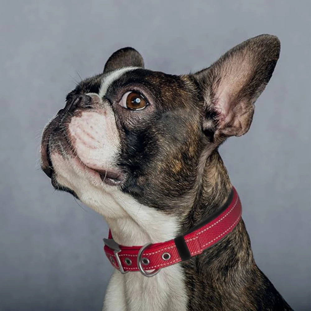 Collier rembourré pour chien