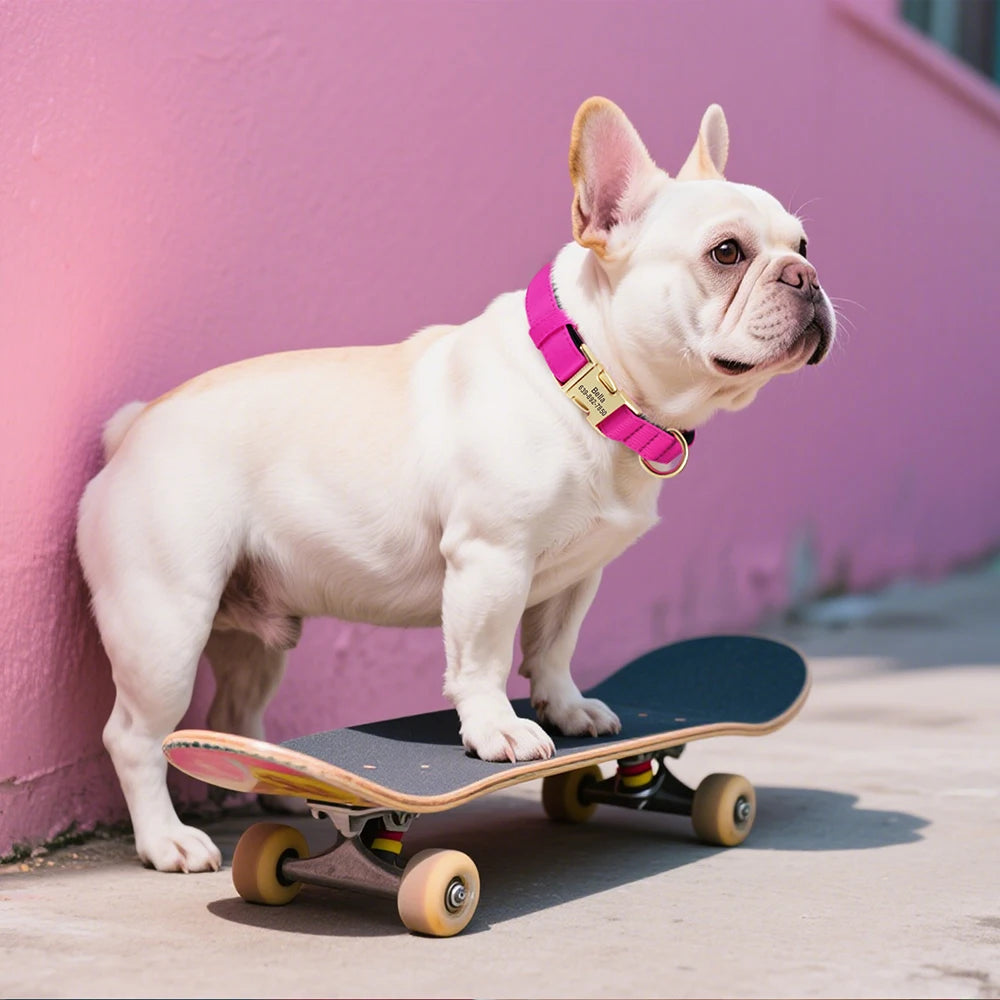 Collier personnalisable pour chien