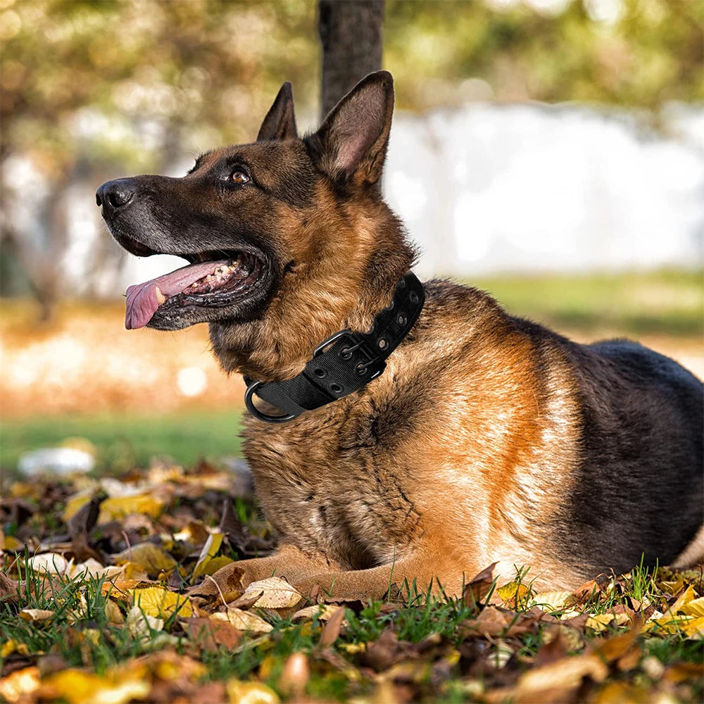 Collier tactique pour chien
