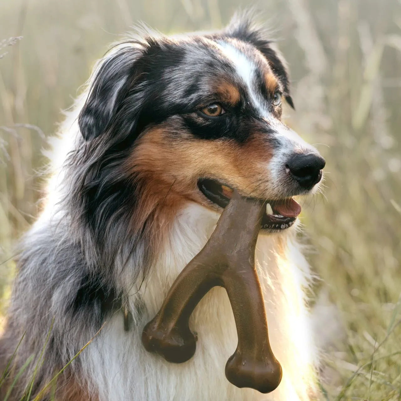 Os à mâcher pour chien