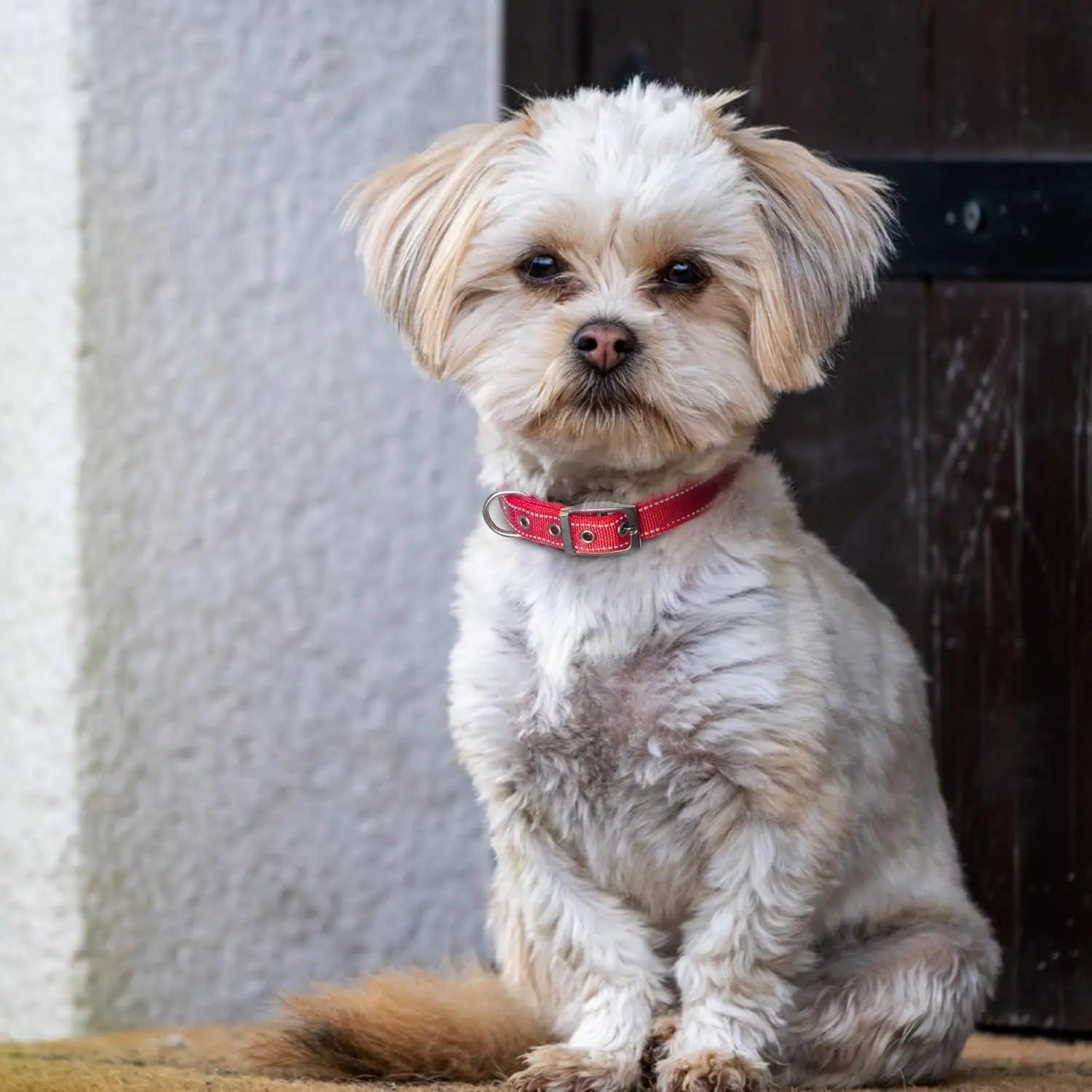 Collier rembourré pour chien