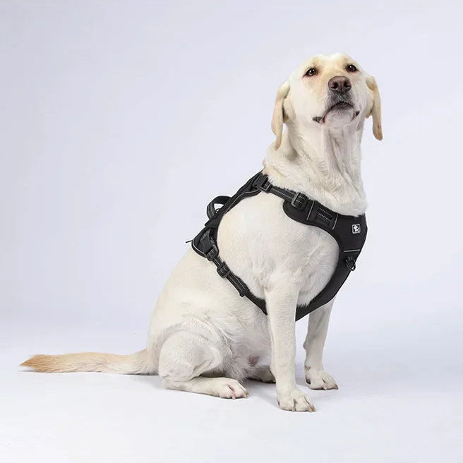 Harnais Résistant et Ajustable pour Chien