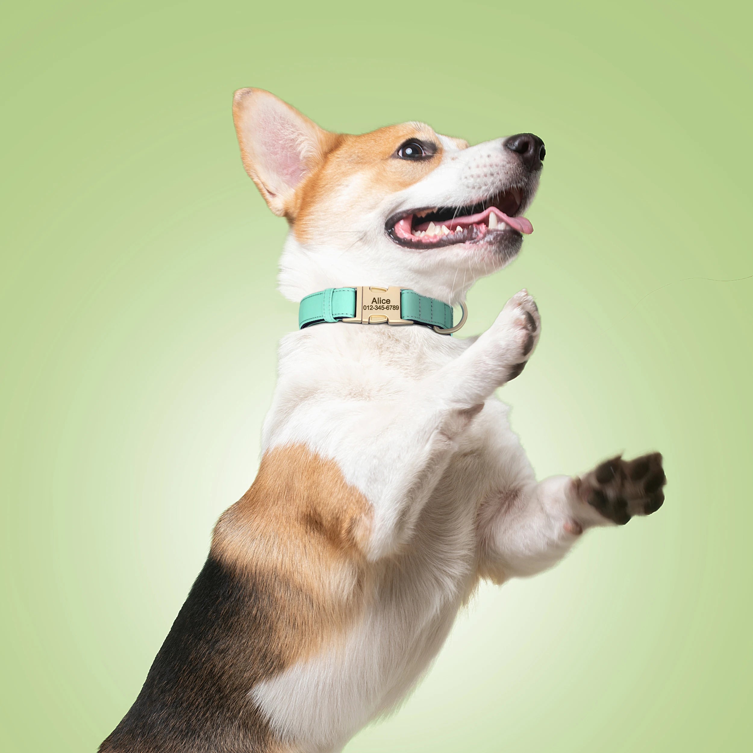 Collier personnalisable pour chien