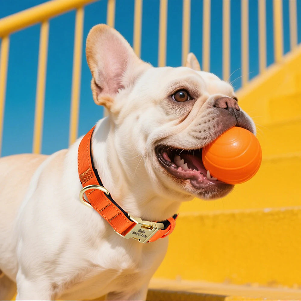 Collier personnalisable pour chien