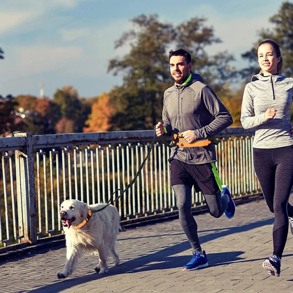 Ceinture de course pour chien avec laisse élastique