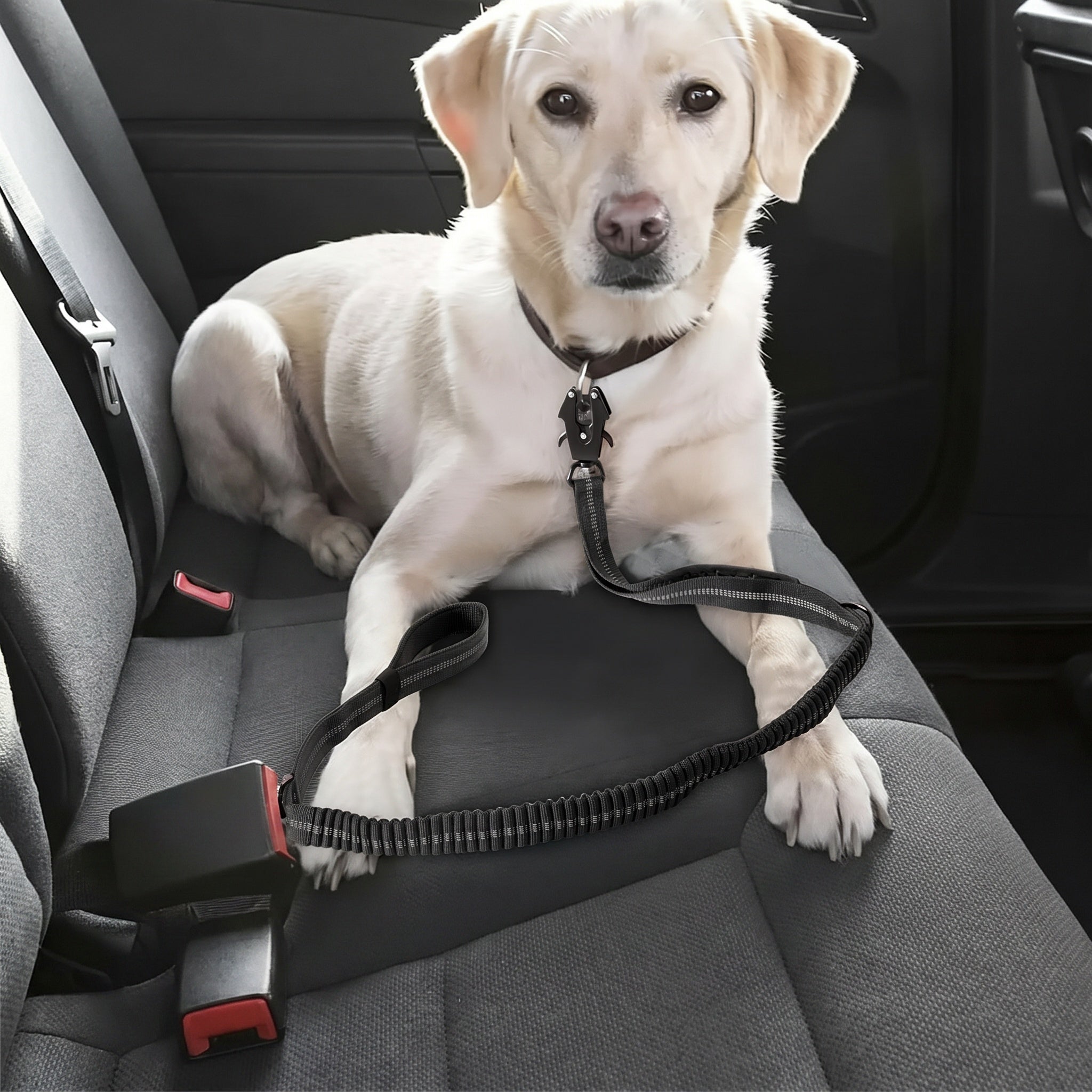 Laisse élastique pour chien avec attache de sécurité