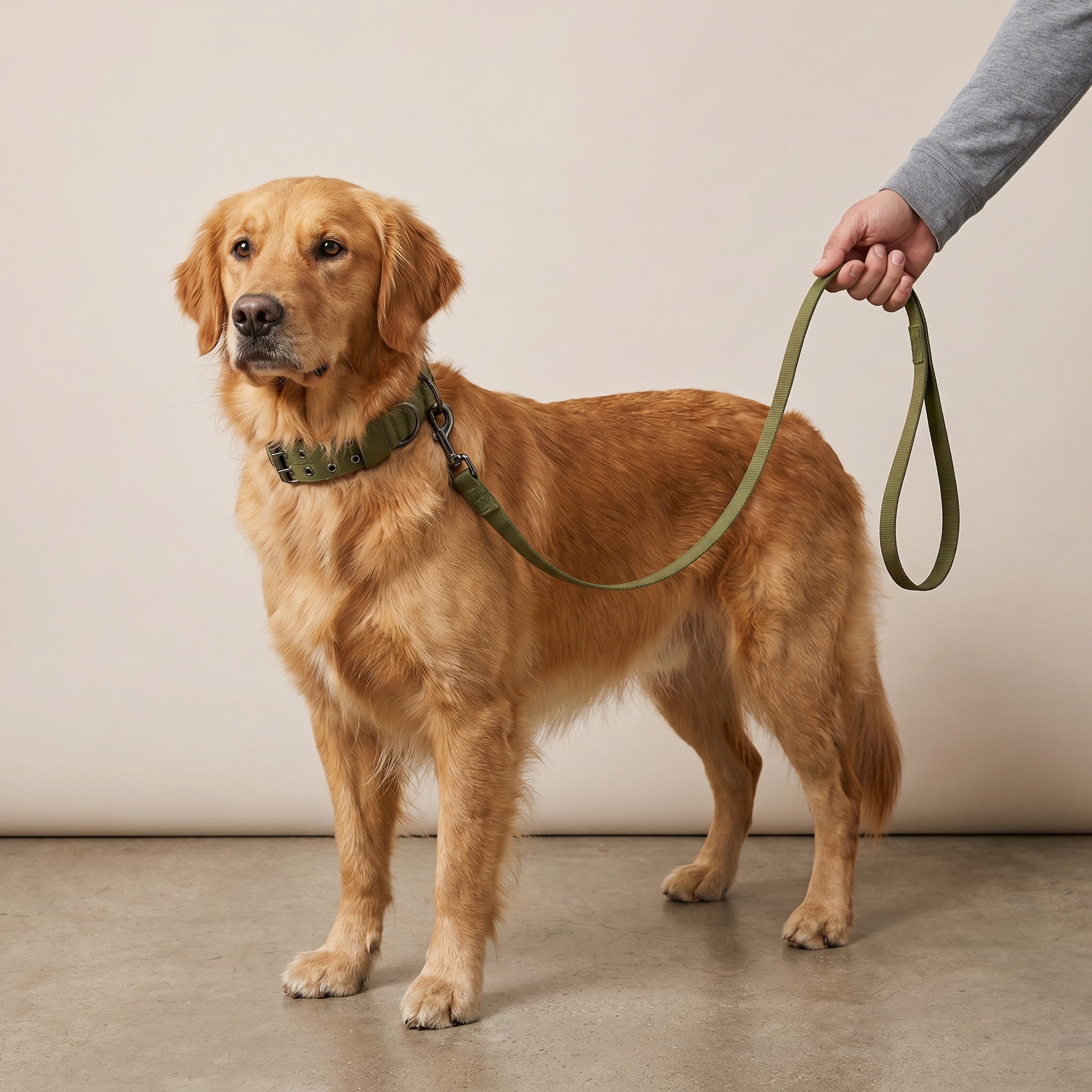 Collier tactique pour chien