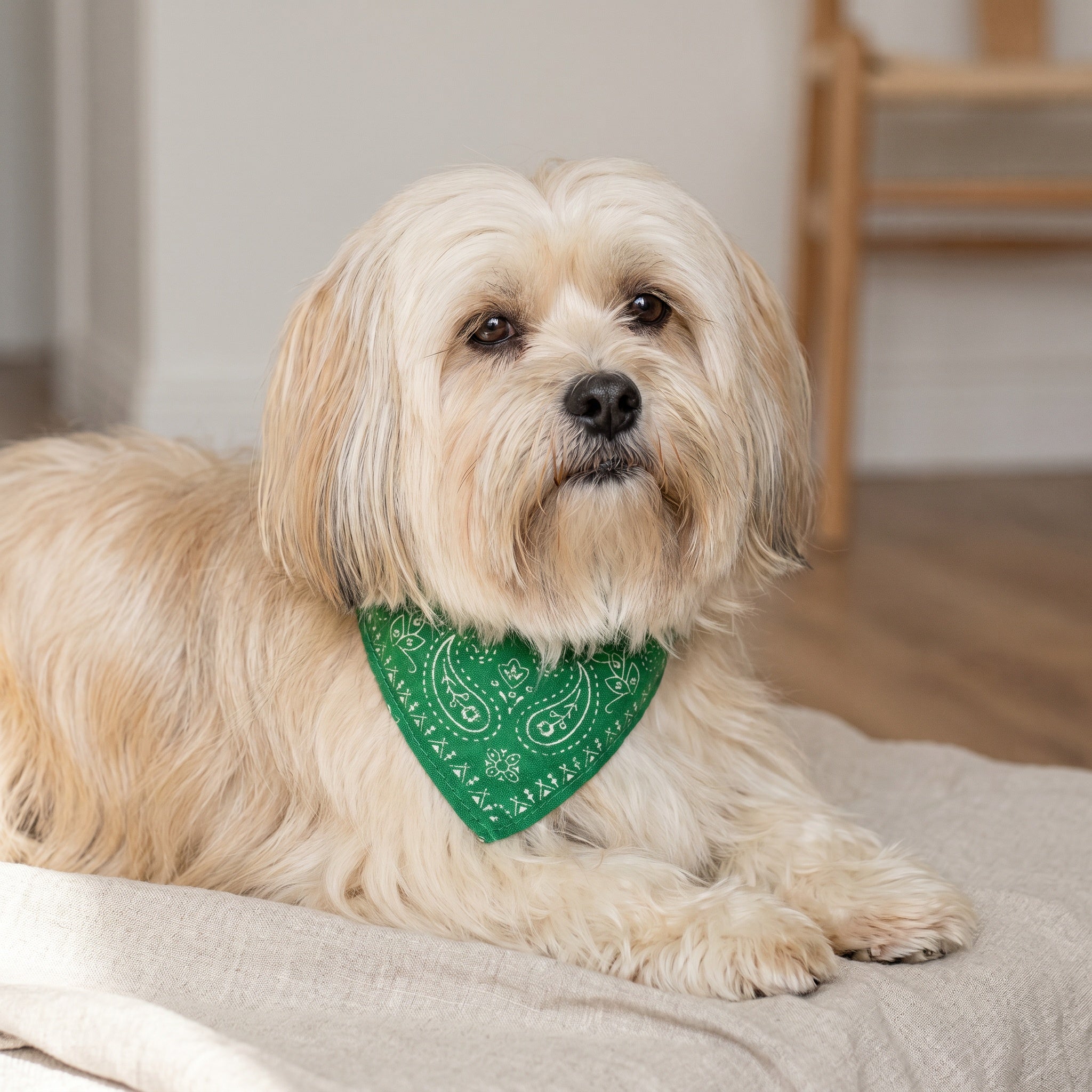 Collier bandana pour chien