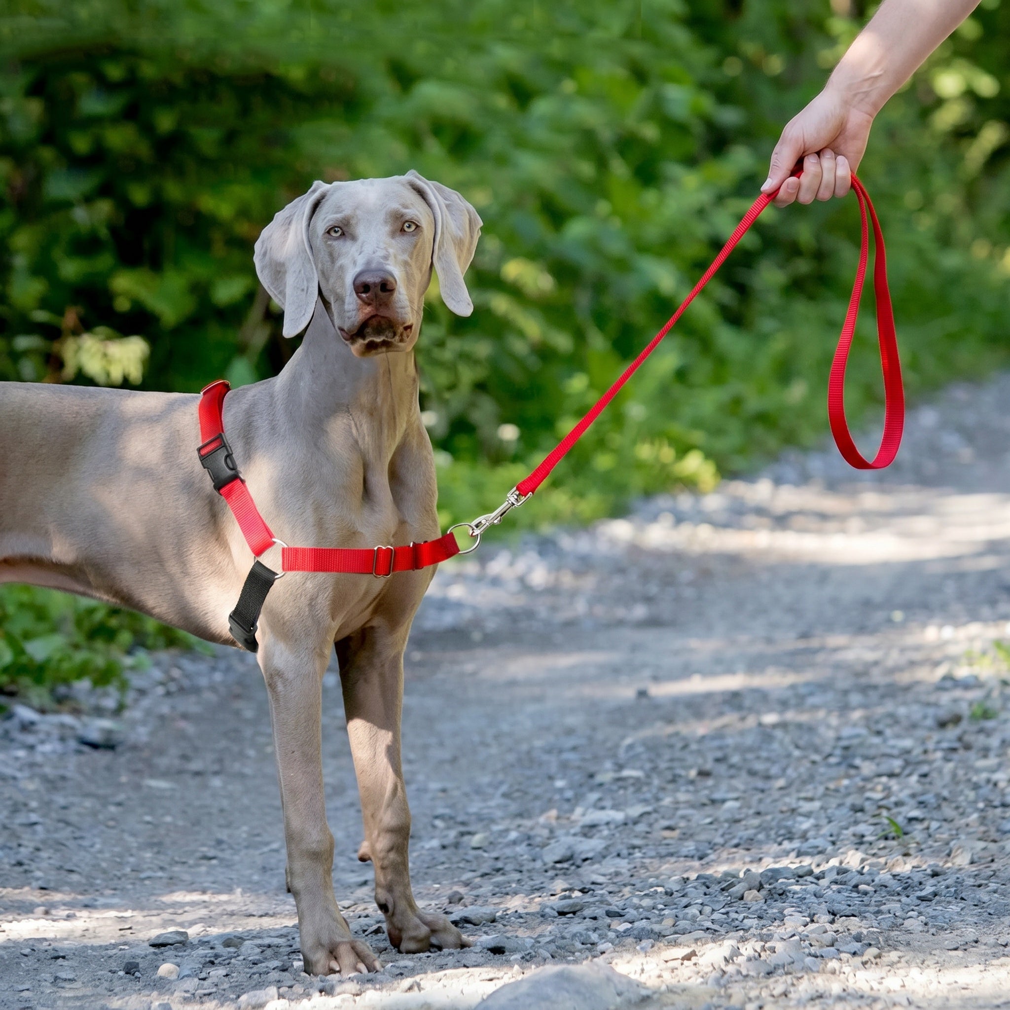 Harnais Réglable pour Chien
