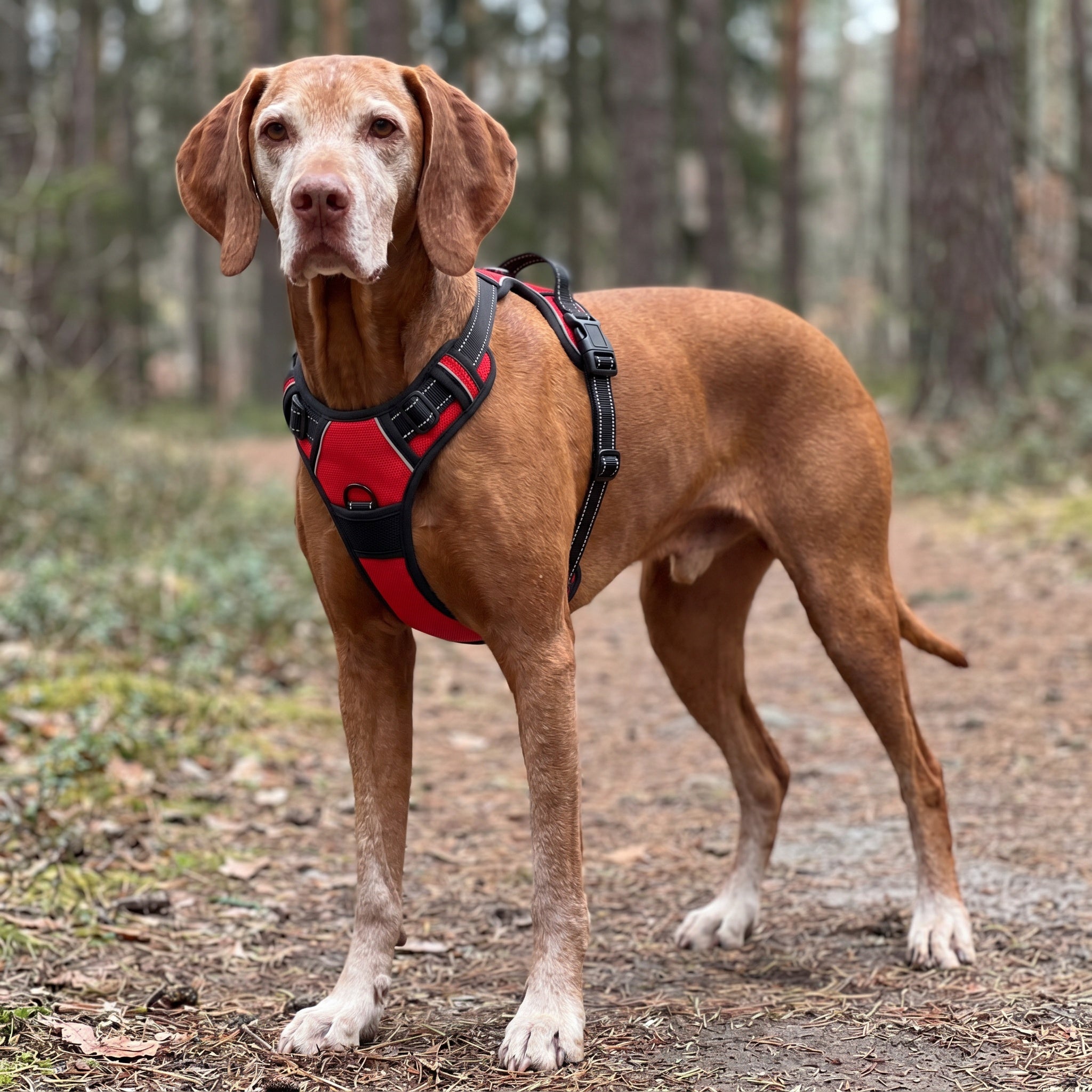 Harnais Réglable Confort Chien