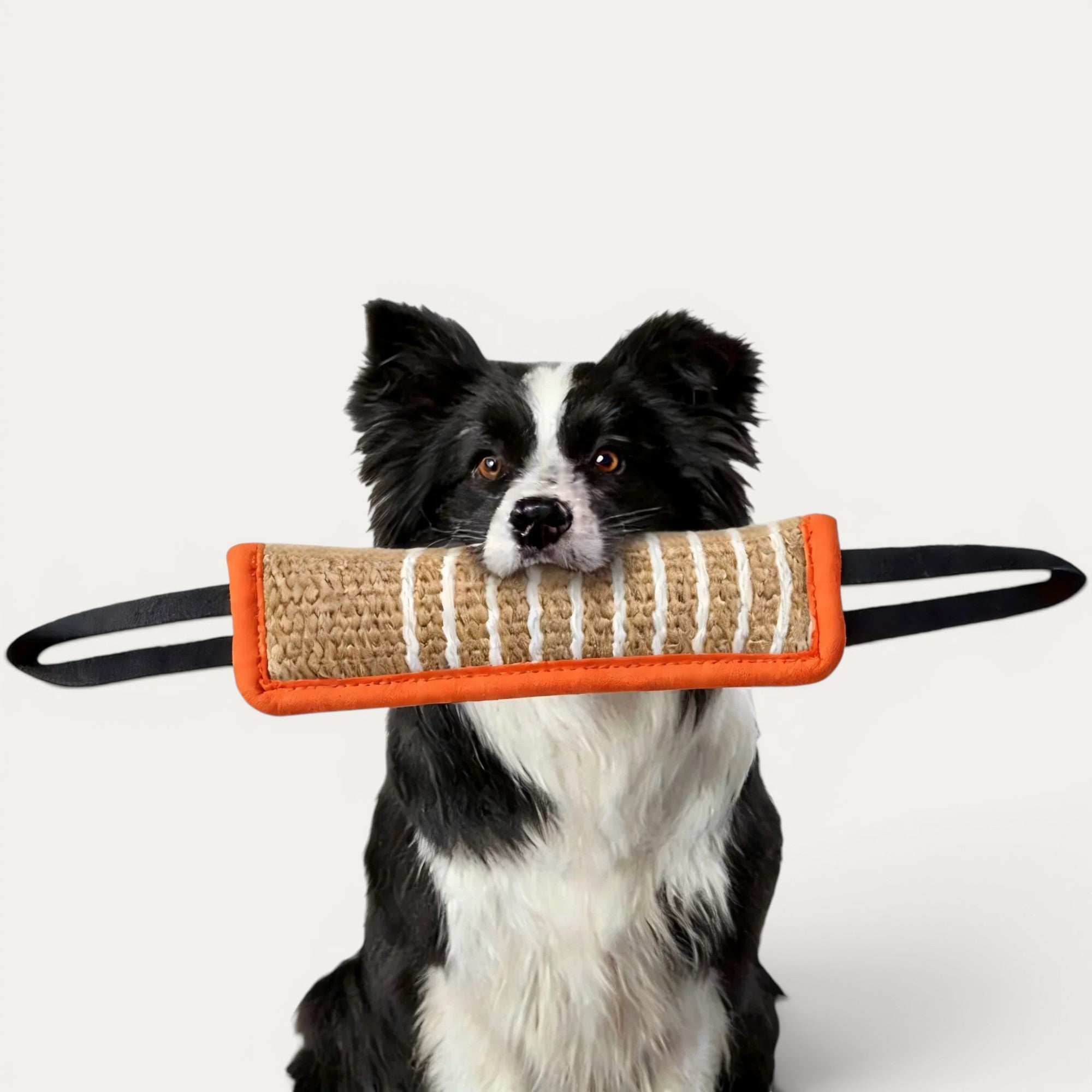 Corde à Mordre pour Chien